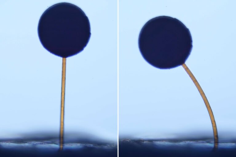 With a swipe of a magnet, microscopic “magno-bots” perform complex maneuvers | MIT News